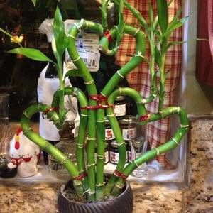 Meet your Posher, Les